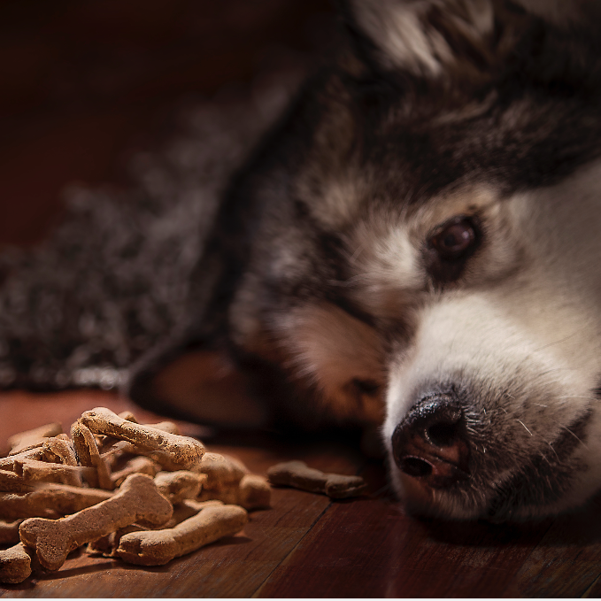 Galletas Mini Para Perro De Pollo X 25 Unidades