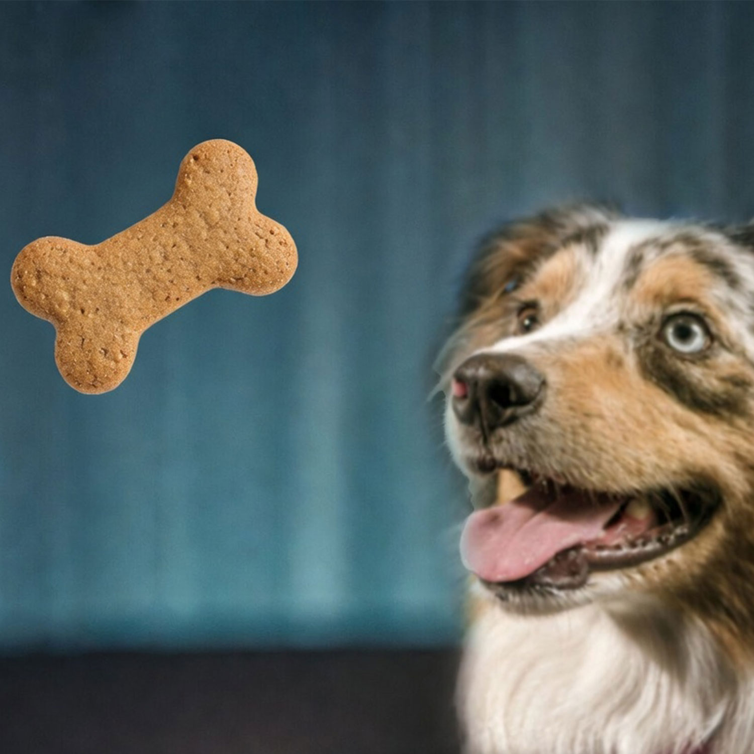 Galletas Para Perro De Ternera X 6 Unidades